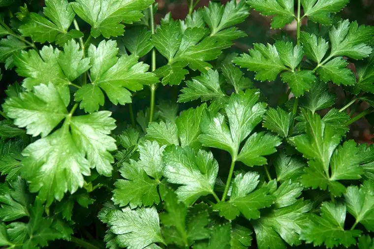 Parsley​